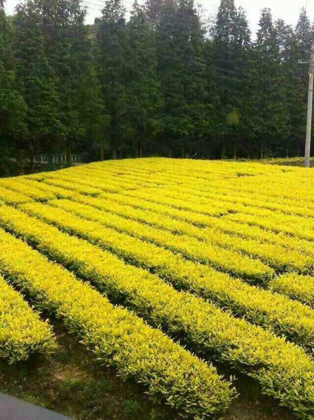 Sײ